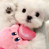 puppyluckystar