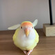 creator avatar