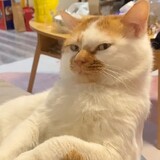 badaomiaomiaojun