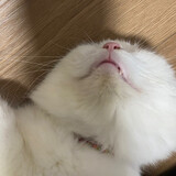 กอตอ-