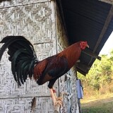 ArchieboyGamefarm