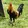 REDJECKGAMEFARM