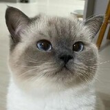 อนิเมะจีนน