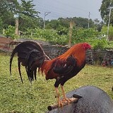 gj4gamefowl