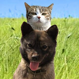 tianyuanmiaowang