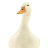 IDoQuack