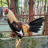 MangyanBackyard