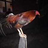 Adam Joshua Saladaga