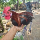 MananapGameBird