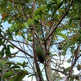 Luffita Effendi Channel