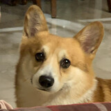 sanyueyuanpigu