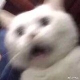 liuleimiaomiaotouorz