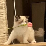 zhuiaixiao___mi