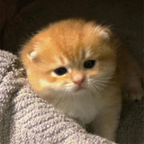 robiiinn