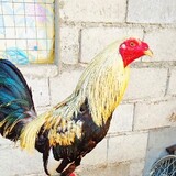 MJbackyardfarm