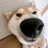 huojiweiguoba_yz