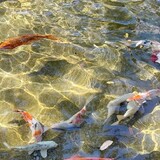 กําพล แสงวงค์