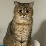 yangyuyoutuisanbaige