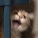 miuotlmiu