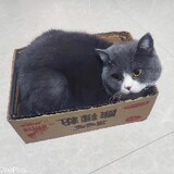 doudouchuixue