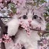 bili_1959606020