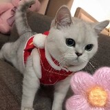 mengqiunianyiri