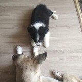 ogehetade___haizimen