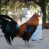 manok ni lolo