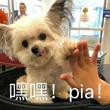 zhuijushaonvroy