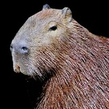 capybaraWATCHESanime