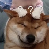 Qiamiaojiangdehuajiao