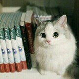 may-jia