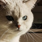 tikja_jayb_03_03