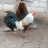 corlo to ung