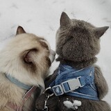 Handouqiuhechanshide