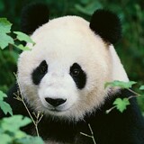 Aliaipangda_weibotongming