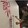 genshin_666