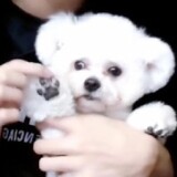 suipianxixi