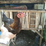 Pondang Jualo Albert