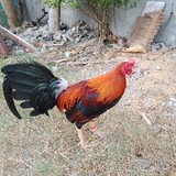 Jadz Emmanuel Austri