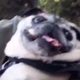 mirigo1