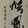 bilixuanfengwudao