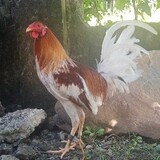 SparkGameFowl