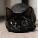Black_Neko9