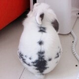 chengfangfuging