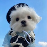 xingxingdanbing