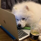 _huluoboyu