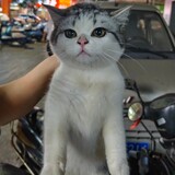 paizongpaixiaoxing