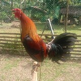 Dioks3