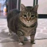 春気たちばな